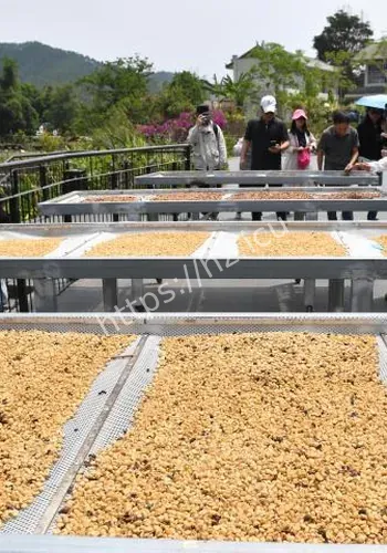 云南普洱邀游客旅居感事件